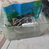 آکواریوم ماهی اندازه متوسط