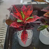 کروتون با گلدان سرامیکی|گل و گیاه طبیعی|مشهد, نیروی هوایی|دیوار