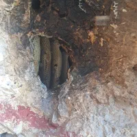 عسل کوهی  سخره ای درجه یک