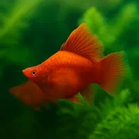 پلاتی بالن ۱۷۰۰۰ مولد