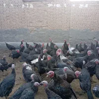 بوقلمون جوان ارگانیک|حیوانات مزرعه|چناران, |دیوار