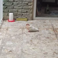 ابلاغ پرشی ماده|پرنده|میاندوآب, |دیوار