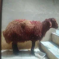 گوسفند خونی