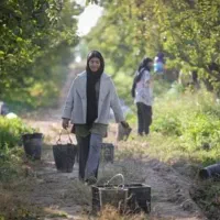 شهربورسا میوه چینی ترکیه