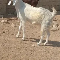 پازن داشتی بز دورگ پاکستانی|حیوانات مزرعه|سعدآباد, |دیوار