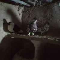 کفتر  رنگه قشنگ ۵ عدد فقد تماس بگیرید|پرنده|رضویه, |دیوار