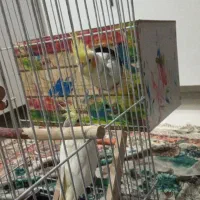 قفس مناسب برای انواع پرنده
