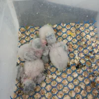 راهب سرلاکی