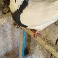 ۳تا کفتر غریب گیری|حیوانات|کرج, کیانمهر|دیوار