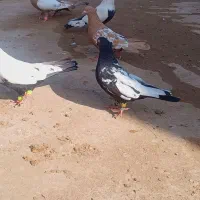 ۳۰تا رنگی همه نر|پرنده|شوش, |دیوار