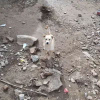 پاکوتاه نر زرنگ فهمیده