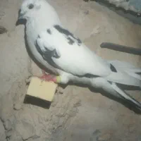 کبوتر.سوسکی گرفتنی