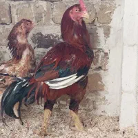 لاری|حیوانات مزرعه|ضیاء آباد, |دیوار