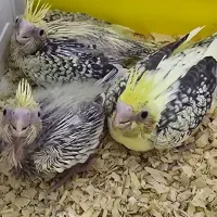 فروش جوجه شاه طوطی هلندی شناسنامه دار