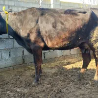 تلیسه گاو یک شکم چهار دندان بدون گوساله