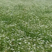 خواهان زمین کشاورزی اجاره یا شراکت
