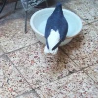 عشل سیاه ماده ۱۴پردم