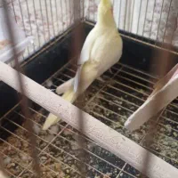 فروش عروس هلندی ۴عدد