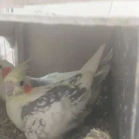 فروش فوری عروس هلندی سه جفت برشت جوجه دادن|پرنده|هشتگرد, هشتگرد قدیم|دیوار