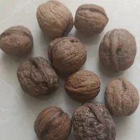 گردو کاغذی امسال