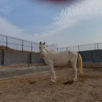 اسب مادیان|اسب و تجهیزات اسبسواری|مشهد, رضاشهر|دیوار