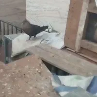 دسته بهبهونی وشهری ۴۲تانر ۸عددماده روهم جفتی۸۰۰|پرنده|شیراز, صنایع الکترونیک|دیوار