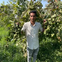 فروش بدون واسطه نهال|خدمات باغبانی و درختکاری|سردشت, |دیوار