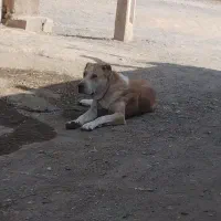 واگذاری سگ ماده ۳ ساله خراسانی