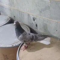 کبوتر سرور خال سیاه دمسفید کبوتر شهرستان