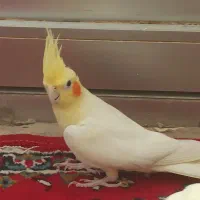 لوتینو مولد