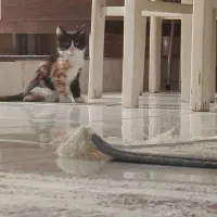 واگذاری گربه کوچولورایگان