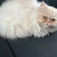 فروش گربه پرشین|گربه|محمدشهر, محمدشهر|دیوار