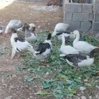 فروش غار و مرغ محلی|حیوانات مزرعه|داراب, |دیوار