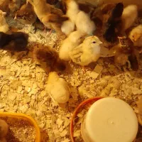 فروش جوجه یکروزه مرغ گلپایگان ومحلی