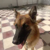 سگ ژرمن گمشده