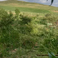 فروش فوری باغ وخانه باغ