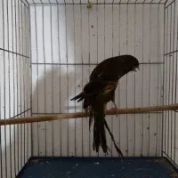 قناری ماده بلند