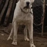 سگ آلابای. خراسانی|سگ|تهران, جوادیه|دیوار