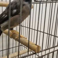 مرغ مینا|پرنده|کرج, شهرک یاس جنوبی|دیوار