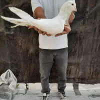 کبوتر زینتی رنت