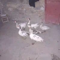 غاز نر