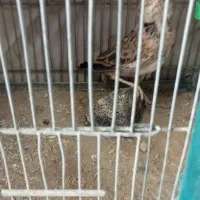 سهره خاکی|پرنده|تهران, آسمان|دیوار
