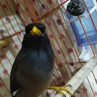 مرغ مینا سخنگو معاوضه