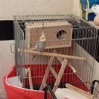 عروس هلندی نر و ماده جفت