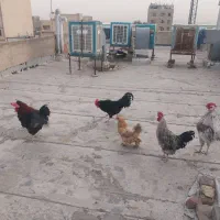 خروس