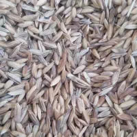 چلتوک خشک اولیه