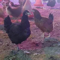 مرغ محلی زنده