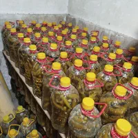 حراج خیارشور با زیر قیمت مصلی در مشهد (حراج مشهد)