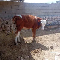 170|حیوانات مزرعه|ایذه, |دیوار