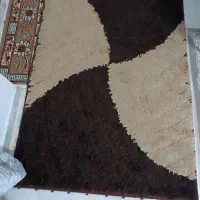 شگی